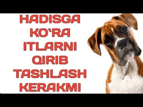 Video: Olimpiada Mezbonlari Sochida Itsiz Itlarni O'ldirish Rejasi Tanqid Ostida