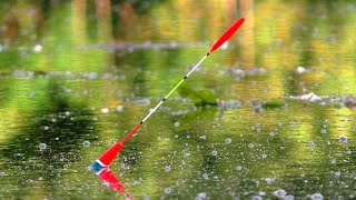 КРУПНИЙ КАРАСЬ і ЛИН 🐟. Горохова МАСТИРКА 🎣 Ловля на поплавок.