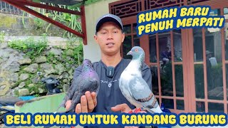 MANTAP BELI RUMAH MAU DI ISI FULL BURUNG MERPATI