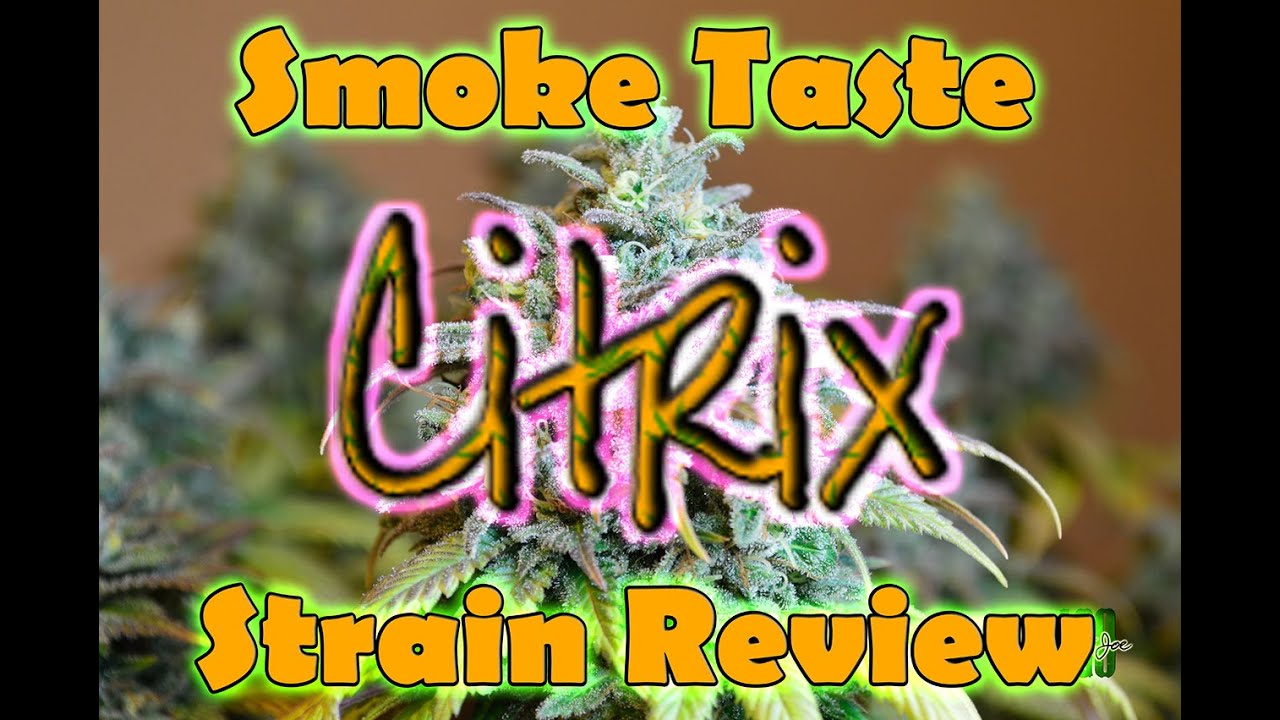 SilentJoe 420 Citrix Grow Report & Strain Review