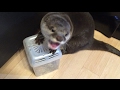 カワウソさくら 好物のジャーキーを発見し発狂する！ otter