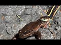 Valley Garter Snake Eats Live Northern Red Legged Frog Whole!