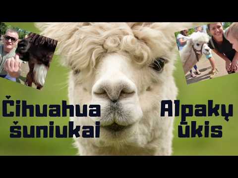 Video: Alpakų Kirpimo Diena ūkyje