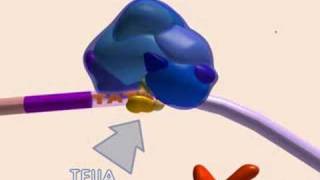 Transcriptionadvancedxvidrus