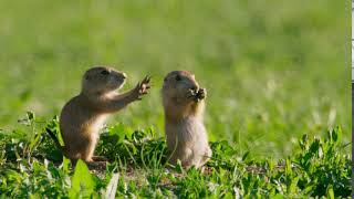 Prairie dogs aren't good at sharing