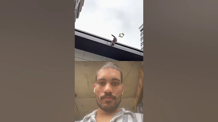 Video 10951891: cat pets funnycats dog, funnycat cat pet cute, wildlife pets cute cat, cat funny pets wildlife