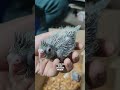 Cockatiel chicks #birds