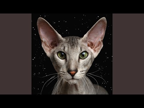 YouTube에서 King Of Comedy 보기