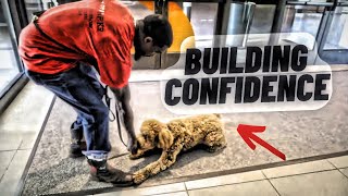 Dog Building Confidence by Iron Sharp K9  306 views 8 days ago 10 minutes, 46 seconds