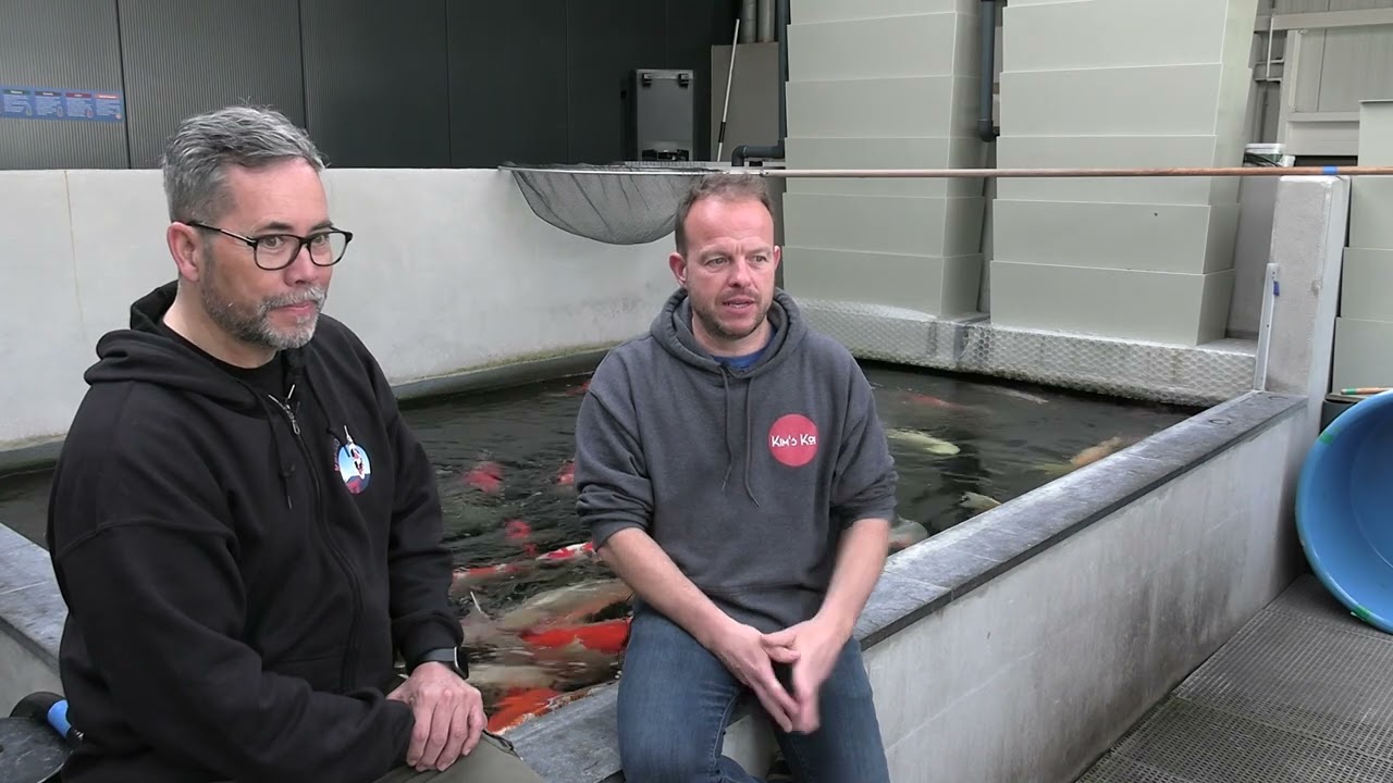 Op bezoek bij Kim's Koi: pure kwaliteit en een kijkje in de kas met de absolute topkoi!