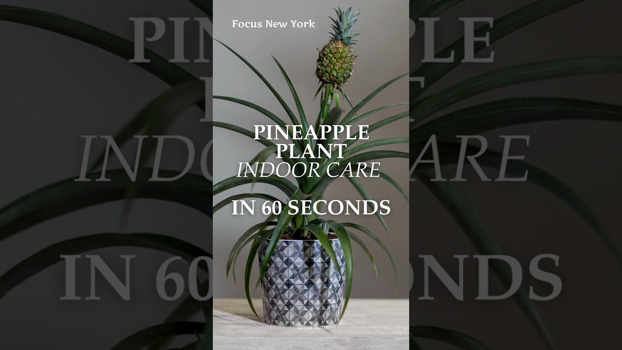 Pineapple Plant Indoor Care Guide | Proven Tips from a Pro #pineappleplant  #rootsandroasts - YouTube