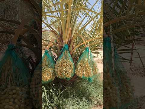 খেজুরের বাম্পার ফলন #shorts #viral #foryou #saudiarabia #fly #garden