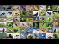 Bird Names and Bird Watching Quiz