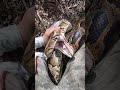 #fyp #foryou #explorepage #explore #snake #reptile #python #burmesepython #florida #floridaman #fypシ