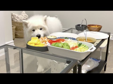 I left my dinner <strong>table</strong> unattended and my innocent dog came over to check it <strong>out</strong>