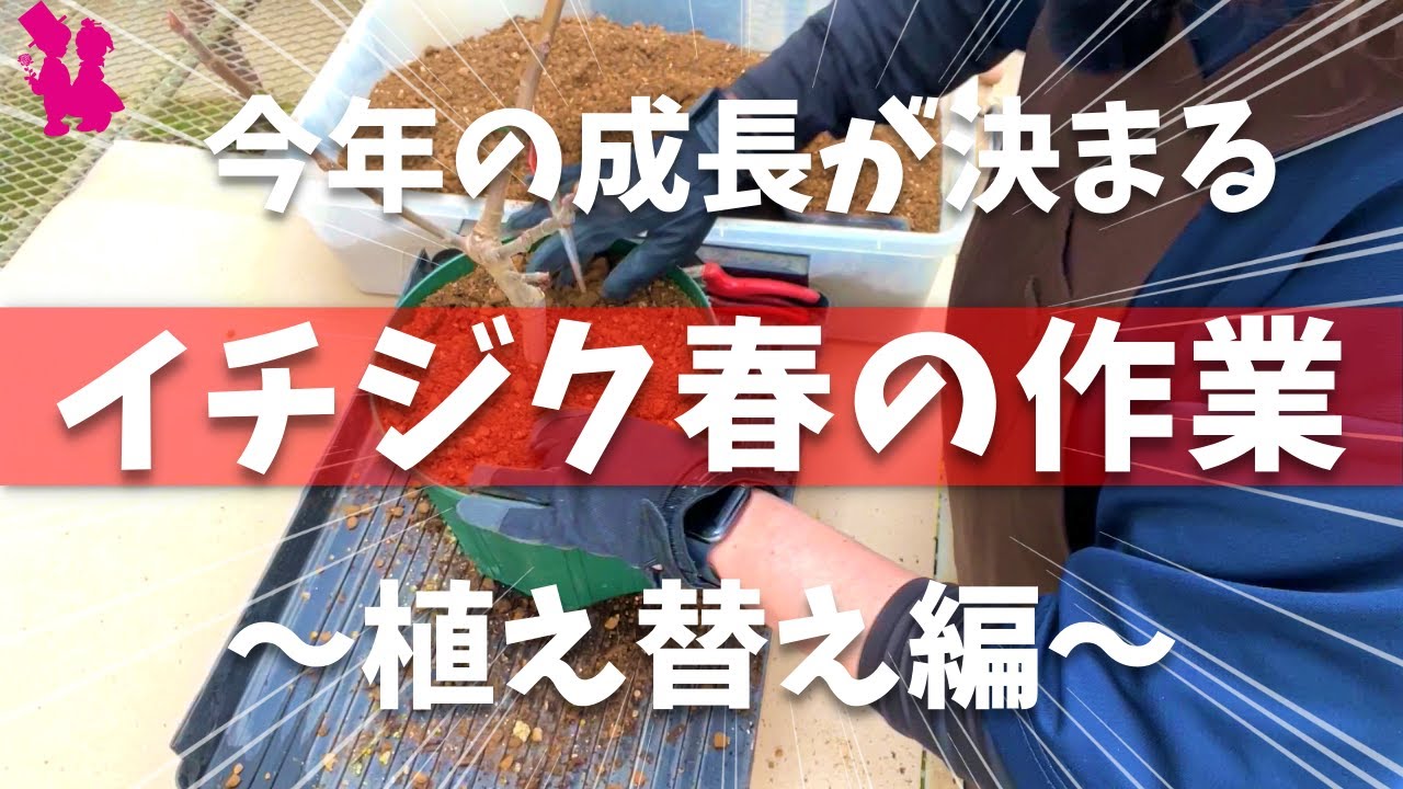 【春の作業】イチジクの植え替えを園芸農家が詳しく実演解説！