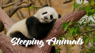 Totally Cute Snoozing Animals by Funny VideoZ 2,637 views 6 years ago 3 minutes, 12 seconds