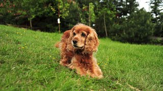 Unveiling the Hidden Tracking Talents of Cocker Spaniels