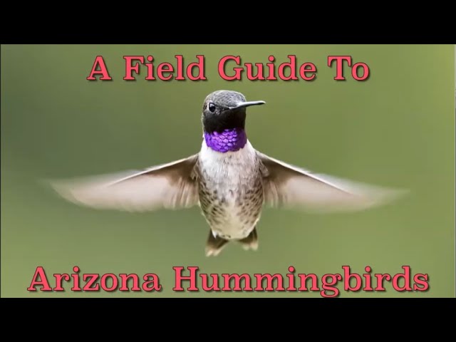 Identify Arizona's Hummingbirds - Rick Taylor - YouTube