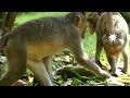 Help help mom Jane / Janna so very horror when other monkey warn to forcing her