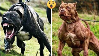 The Most Viral Dogs On Tik Tok | The Coolest Dogs You've Ever Seen | Aww Dogs