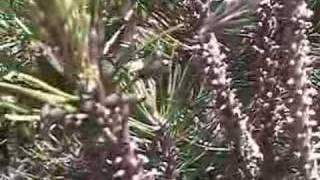 Sawfly Larvae invade a mugo pine