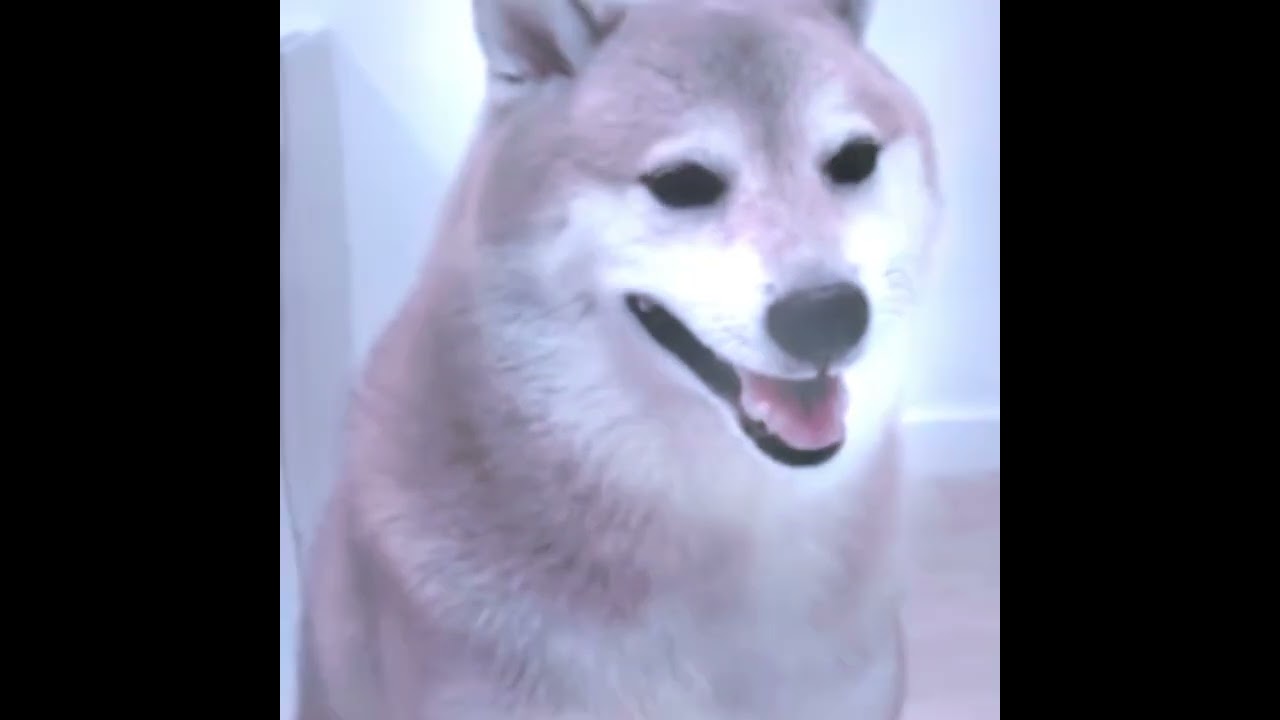 Cheems Referrence💀