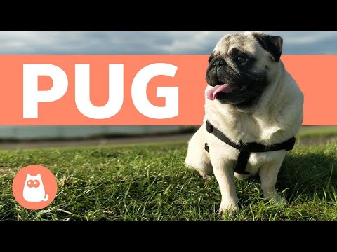 Vídeo: Características Da Educação E Manutenção De Um Pug