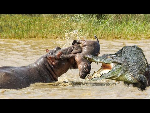 Видео: Если бы это не СНЯЛИ НА КАМЕРУ, никто бы не поверил - ЖИВОТНЫЕ СПАСАЮТ ДРУГ ДРУГА