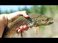 Catching BIG Brown Trout on JERKBAITS!!