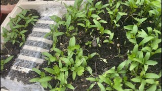 DIY || Growing coriander/ parsley in Plate Holder! Quick N Easy