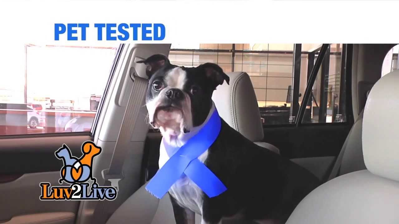 harrison ford boston terrier