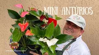 Mini antúrios - segredos para plantar em vaso - thptnganamst.edu.vn