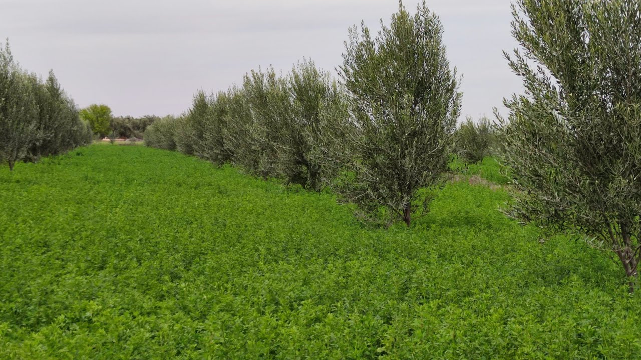 فيرمة روعة ماشاء الله مساحتها 2.5هكتار للبيع نواحي مدينة العطاوية