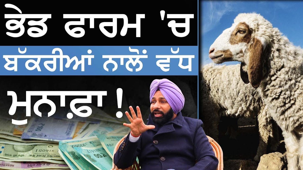 sheep farm 'ਚ  bakriyan ਨਾਲੋਂ ਵੱਧ ਮੁਨਾਫ਼ਾ  ! | sheep farming punjab | Dr gurpreet singh phulewala