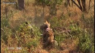 ليبورد يحاول سرقة فريسة من ضبع Leopard trying to steal a prey from Hyena