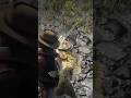How to catch Legendary small mouth Bass #rdr2 #gaming #shorts #edit #viral #games #gameplay