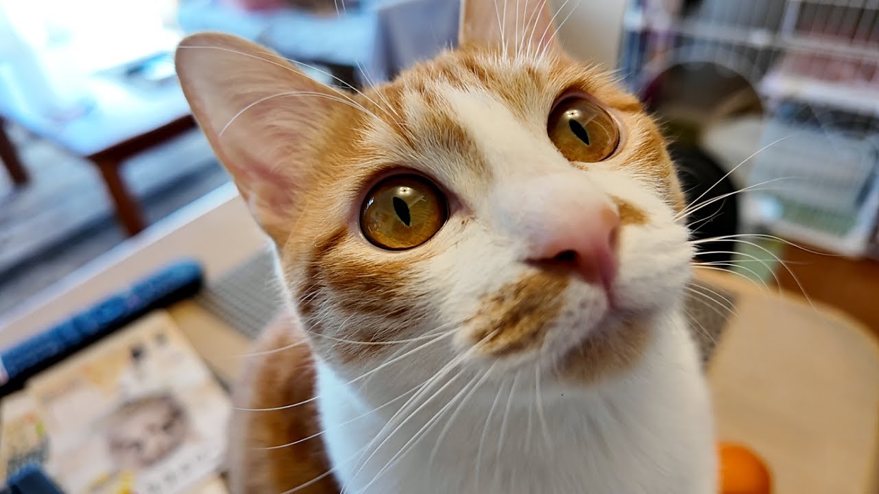 なぜか甘えてくる日