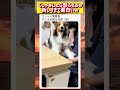 クシャミ警察犬wwwww #面白い #おもしろ #tiktok #Twitter #2ch #5ch