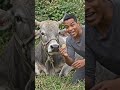 oxx love 😘😗 #funny #animallife #comedyvideos a#ox #oxlove #anmals #automobile