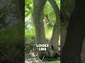 Deer Snort! 😤 Have you ever heard one before they run? 🔊 #Nature #Outdoors #Kayaking #River
