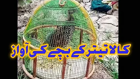 kala teetar ki bachi ki awaz black francolin chicks sound کالا تیتر کے بچے کی آواز Siyal Aijaz Mix