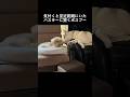 至近距離にいたハスキーに驚くボスプー #shorts