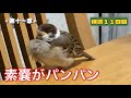 保護雀【12】食べて・遊んで・寝る（2025年8月2日）
