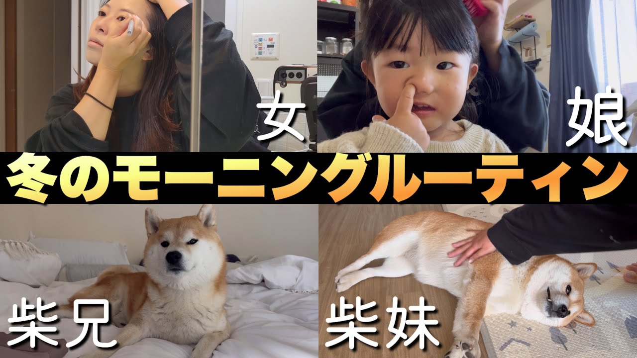 A winter morning routine for a Shiba Inu brother and sister, a two