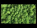 RELAXING NATURE MUSIC - FOREST WALKTHROUGH