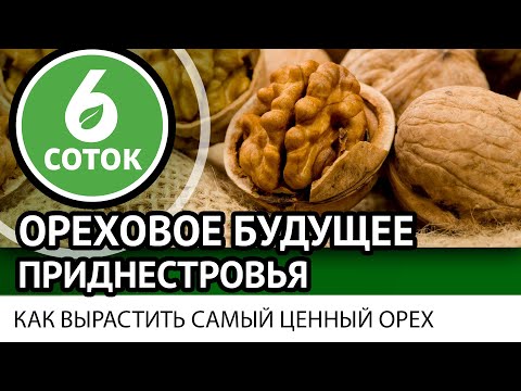 Ореховое будущее Приднестровья. Как вырастить самый ценный орех. 6 соток 05.09.2022