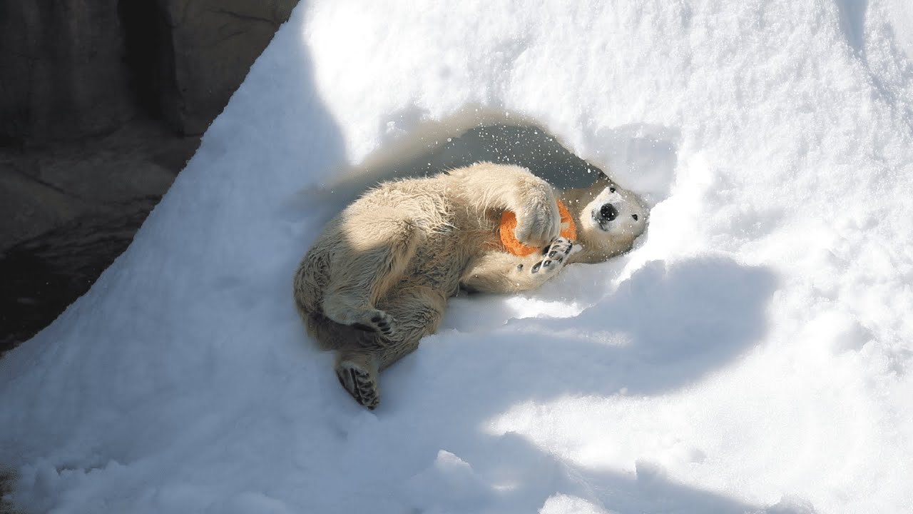 雪山を掘って、かまくらを作るゆめちゃん🐻‍❄️【王子動物園】