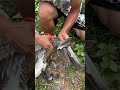 The process of pruning wings for poultry to prevent flying