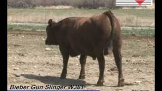 Accelerated Genetics Bieber Gun Slinger W361